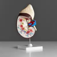 Анатомическая модель &laquo;Макет почки человека&raquo;, 14&times;30 см