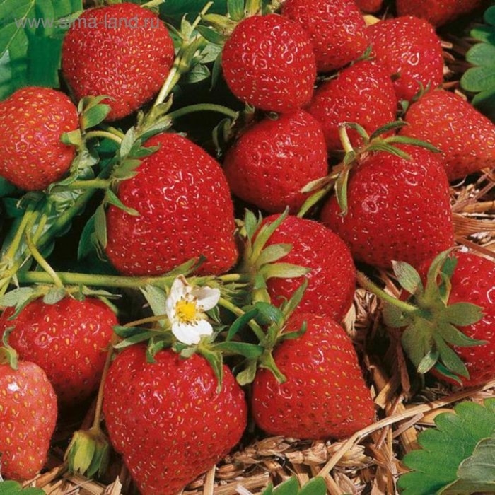 Рассада Земляники круноплодной (клубники) ФРИГО Магнус A (9-15 мм) , P9 Горшок Рассада Земляники круноплодной (клубники) ФРИГО Магнус A (9-15 мм) , P9 Горшок