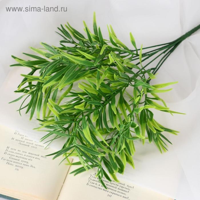 Букет Букет "Шинус" 32 см