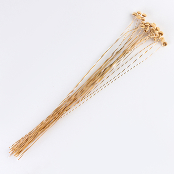 Сухоцвет &laquo;Батао&raquo; набор 20 шт., цвет МИКС