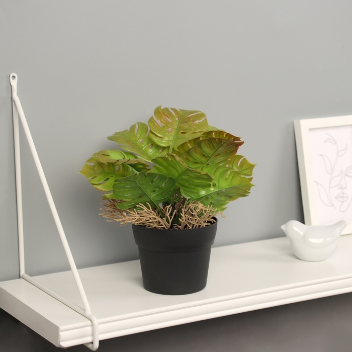 Бонсай в горшке Бонсай в горшке "Асплениум премиум" 21х10,5 см, микс