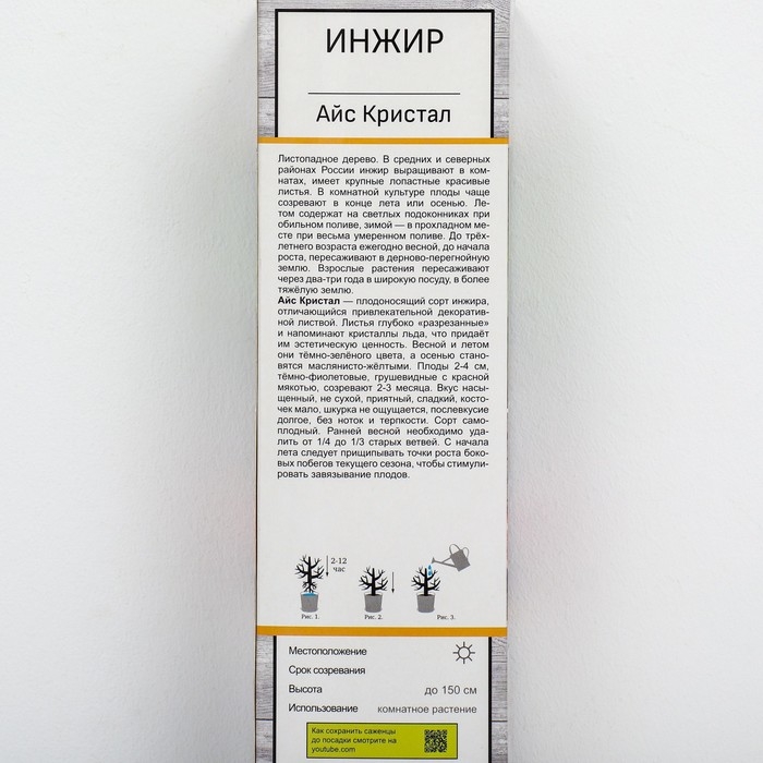 Инжир Инжир "Айс Кристал", 1 шт, туба, Весна 2025