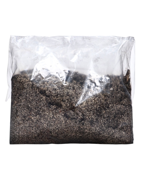 Георгина Декоративная "Хэтвейф", р-р I, 1 шт, Весна 2024 ЭКОНОМ 3281618