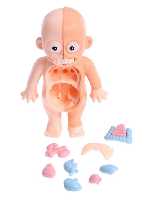 ЭВРИКИ Набор для опытов "Строение тела человека", 15 деталей