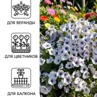 Семена цветов Петуния гибридная &laquo;Пендолино Виолет Айс&raquo; 5 шт.