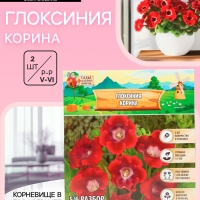 Глоксиния «Корина», многолетник, комнатный, луковица в пакете с перфорацией, р-р 5/6, 2 шт.