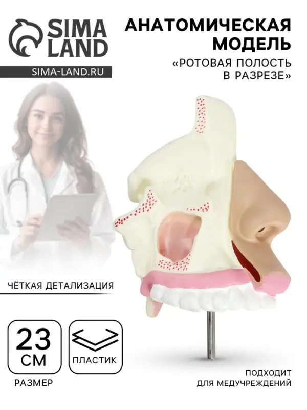 Анатомическая модель &laquo;Ротовая полость в разрезе&raquo;