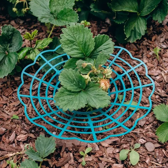 Кустодержатель для клубники, d=30.5 см, пластик, зелёный Кустодержатель для клубники, d=30.5 см, пластик, зелёный