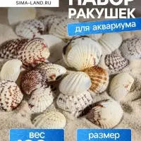 Набор ракушек, 2.5 - 4 см, 100 г