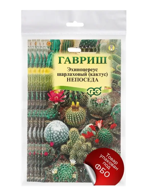Набор семян комнатных Кактус &laquo;Непоседа&raquo;, 5 шт.