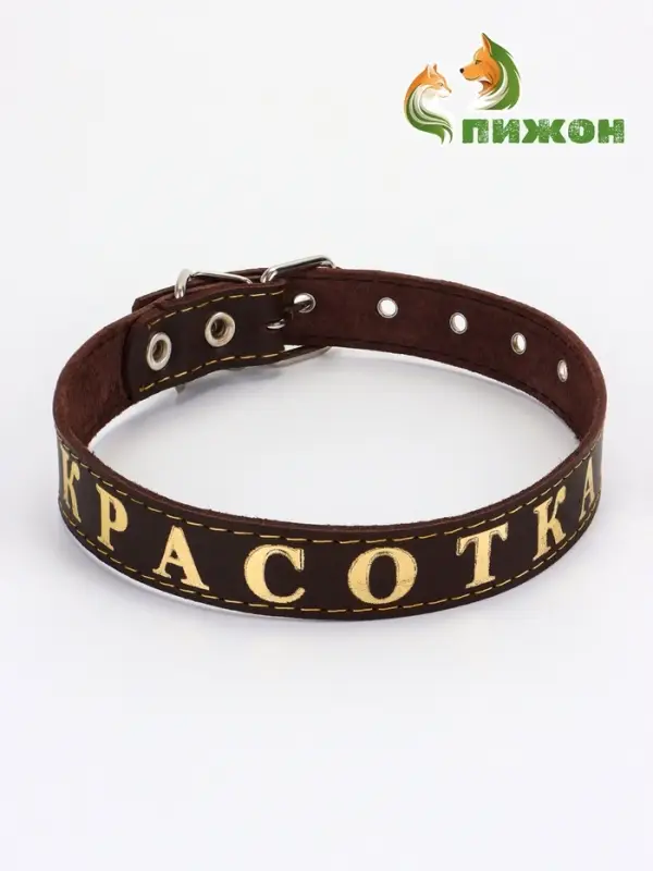 Ошейник &laquo;Красотка&raquo;, 60&times;2.5 см, однослойный, тиснение фольгой, кожа, цвет МИКС