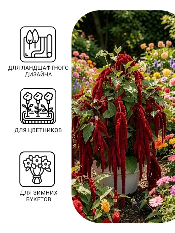Семена цветов Амарант &laquo;Малиновые бусы&raquo;, однолетник, 0.2 г, &laquo;Агрофирма АЭЛИТА&raquo;
