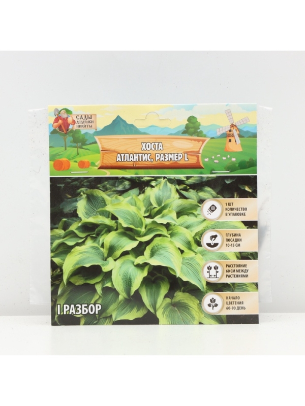 Хоста Atlantis, корневище в пакете с торфогрунтом, р-р I, размер L,1 шт.