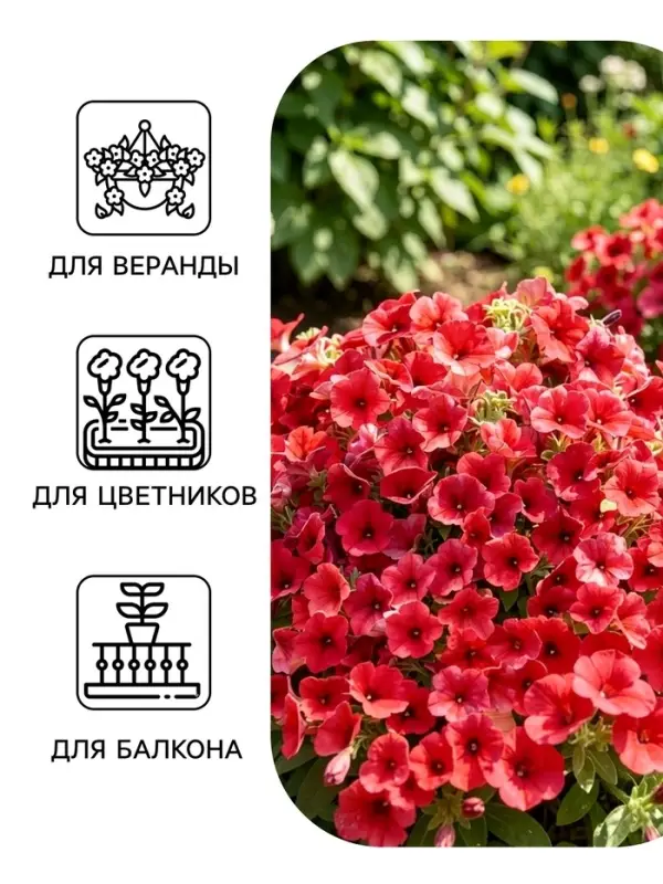 Семена Цветов Петуния &laquo;Изи вейв&raquo; F1, берри велюр, пробирка, 5 шт.