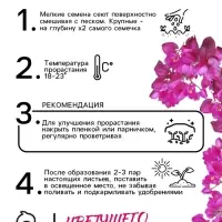 Семена цветов Антигонон &laquo;Лиана любви&raquo;, 5 шт., многолетник, &laquo;Гавриш&raquo;