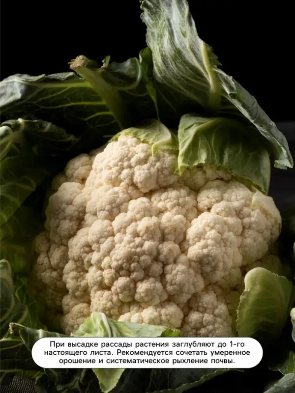 Семена Капуста цветная, &laquo;Форталеза&raquo;, F1, 10 шт., Seminis, &laquo;Агрос&raquo;