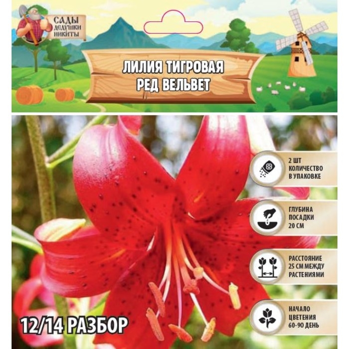 Лилия Тигровая Лилия Тигровая "Red Velvet", р-р 12/14, 2 шт,