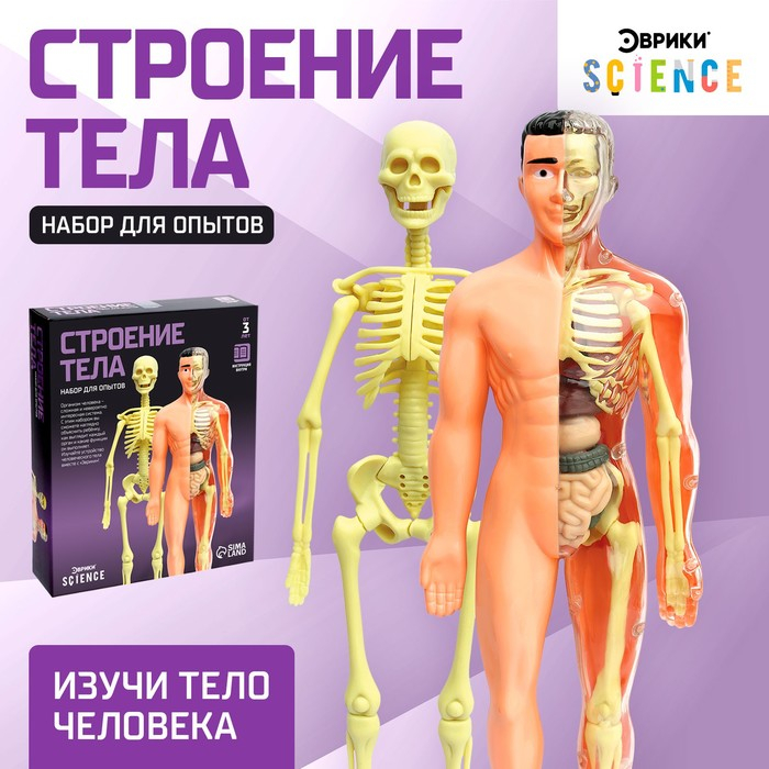 Набор для опытов «Строение тела», анатомия человека Набор для опытов «Строение тела», анатомия человека