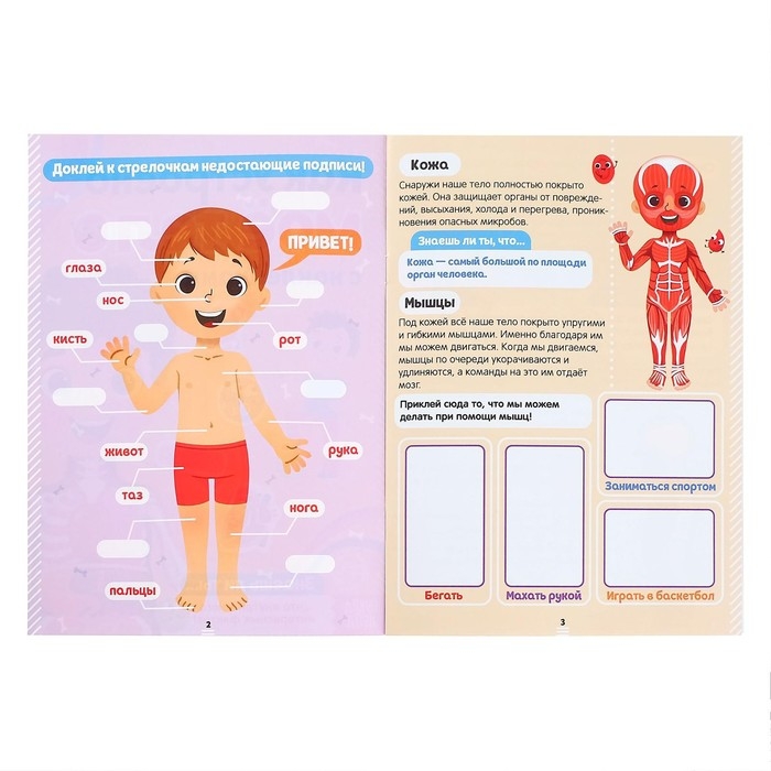 Наклейки набор «Тело человека», 2 шт. по 16 стр. Наклейки набор «Тело человека», 2 шт. по 16 стр.
