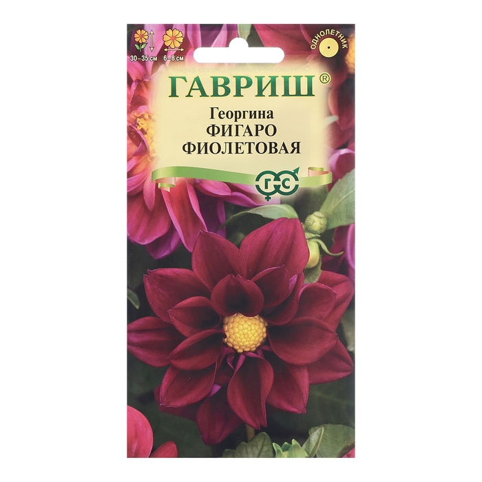 Семена Георгина Семена Георгина "Фигаро", фиолетовая 7 шт.