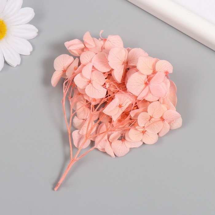 Сухоцвет Сухоцвет "Гортензия" розовый h=6-6,5 см