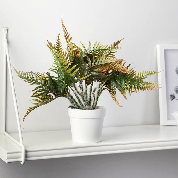 Бонсай в горшке Бонсай в горшке "Папоротник нефролепис" 8,5х21 см, микс