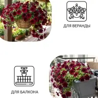 Семена цветов Петуния &laquo;Изи Вейв Бургунди Велюр&raquo; F1, 5 шт.