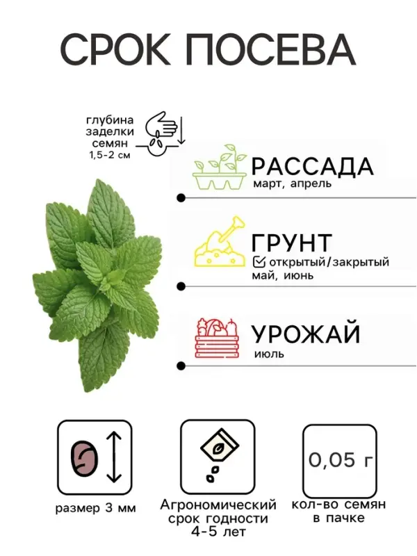 Семена Мята перечная &laquo;Кубанская 6&raquo;, 0.05 г, &laquo;Гавриш&raquo;