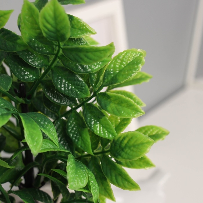 Бонсай в горшке Бонсай в горшке "Ауакуба премиум" 20х9 см,