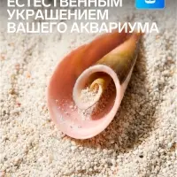 Набор ракушек декоративных, длина 4 см, 5 шт.