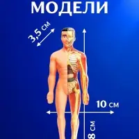 Набор для опытов &laquo;Строение тела&raquo;, анатомия человека