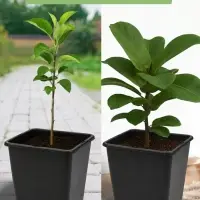 Горшок для рассады, 5 л, 18.5&times;18.5&times;20 см, пластик, чёрный, Greengo
