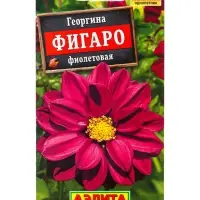 Семена цветов Георгина Фигаро махровая фиолетовая , Ц/П,7 шт. Семена цветов Георгина Фигаро махровая фиолетовая , Ц/П,7 шт.