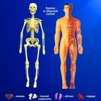Набор для опытов &laquo;Строение тела&raquo;, анатомия человека