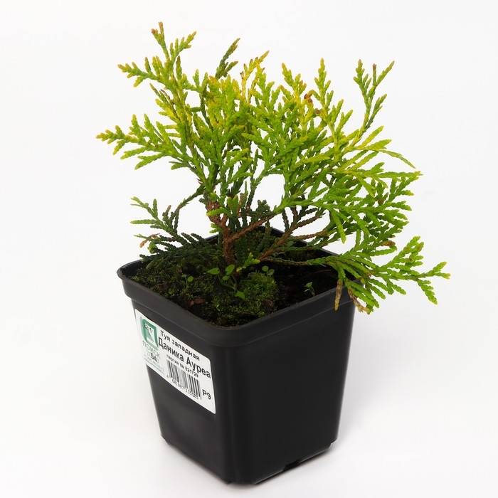 Туя западная Туя западная "Даника Ауреа", Р9, 1 шт, Осень 2024