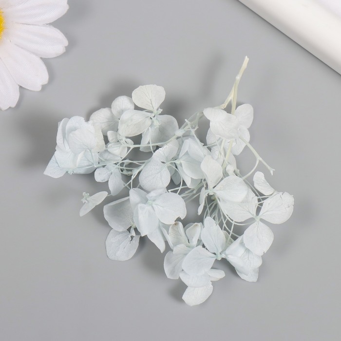 Сухоцвет Сухоцвет "Гортензия" нежно-голубой h=6-6,5 см