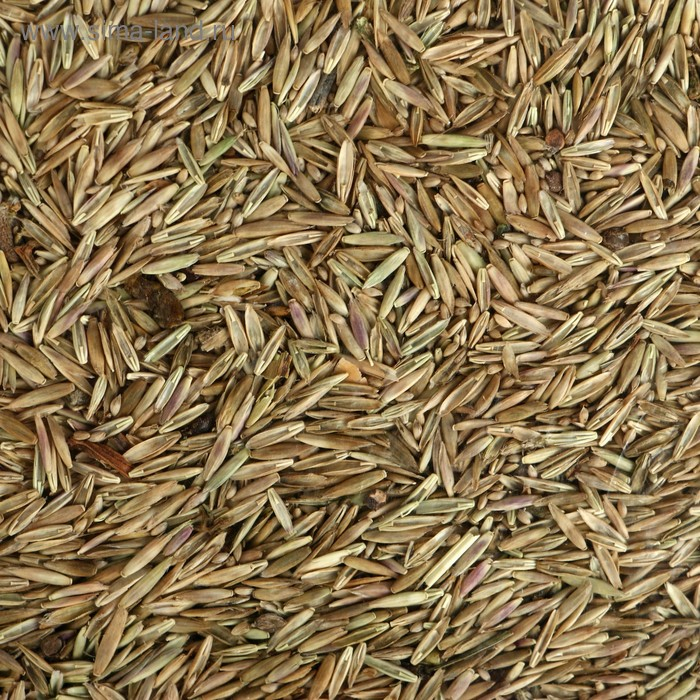 Газон  Газон "Красотень", "Мавританский", 0,5 кг