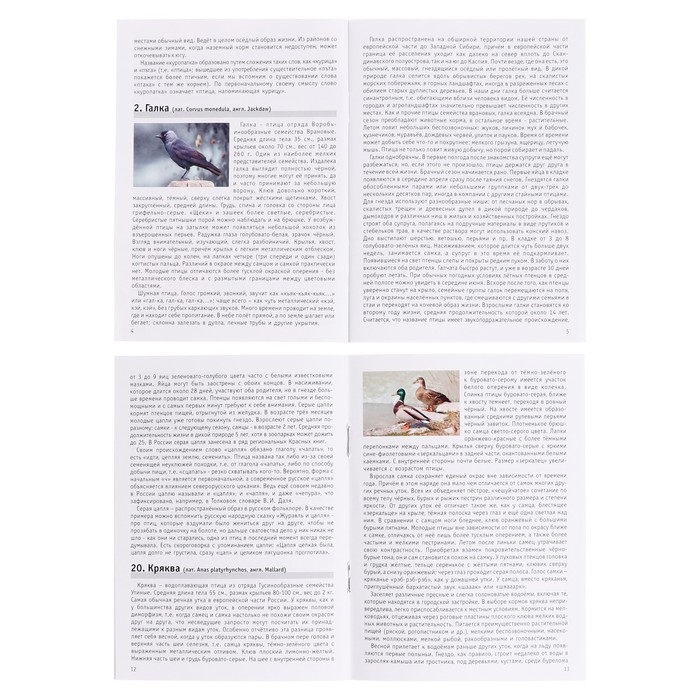 Мемо «Птицы России» Мемо «Птицы России»