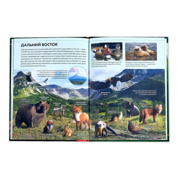 Детская энциклопедия в твёрдом переплёте «Животные России», 48 стр. Детская энциклопедия в твёрдом переплёте «Животные России», 48 стр.