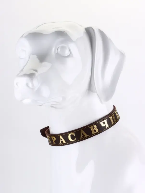 Ошейник однослойный Ошейник однослойный "Красавчик", 2.5 см, тиснение фольгой, микс цветов