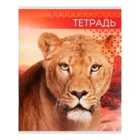 Тетрадь 48 листов в линейку, Calligrata &laquo;Дикие кошки&raquo;, МИКС