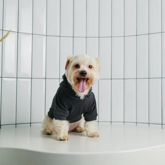 Толстовка однотонная для собак (футер), размер XS (ДС 18, ОШ 28-30, ОГ 38-40), серая