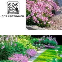 Семена цветов Маттиола двурогая "Вечерний аромат", смесь, 0,3 г Семена цветов Маттиола двурогая "Вечерний аромат", смесь, 0,3 г