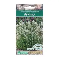 Семена Лаванда узколистная "Арктика",  5 шт