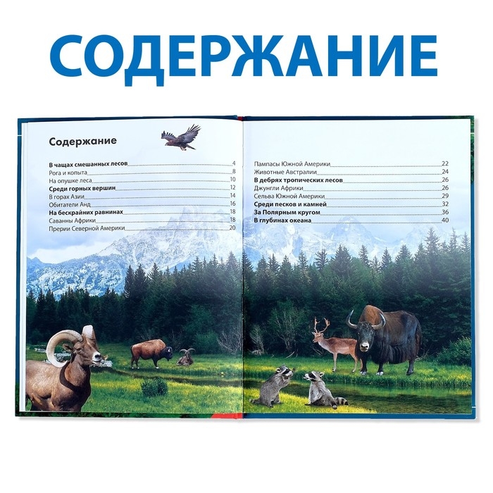 Детская энциклопедия в твёрдом переплёте «Животные», 48 стр. Детская энциклопедия в твёрдом переплёте «Животные», 48 стр.