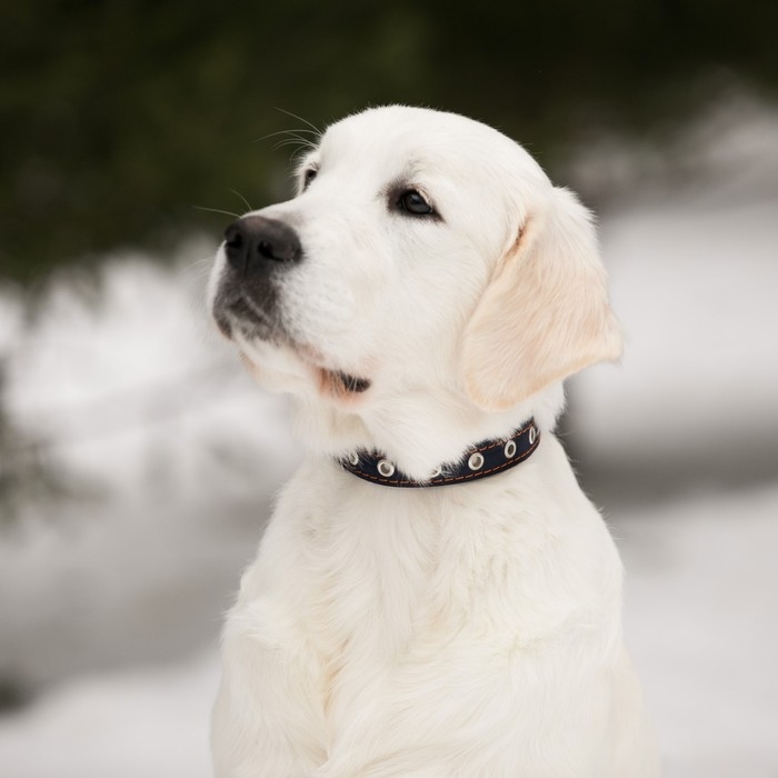 Ошейник кожаный однослойный безразмерный, 45 х 2 см, ОШ 18-39 см, синий Ошейник кожаный однослойный безразмерный, 45 х 2 см, ОШ 18-39 см, синий