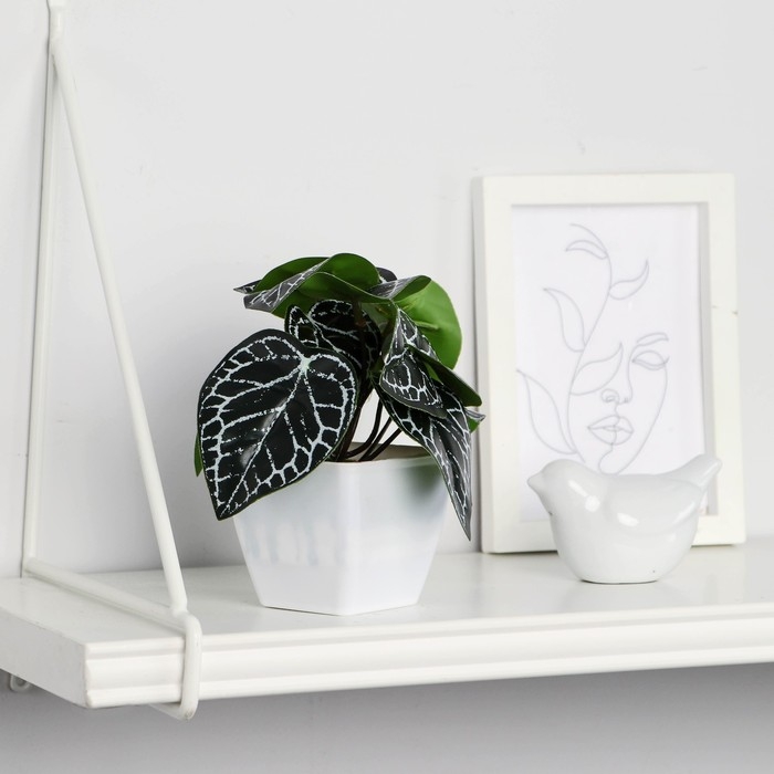 Бонсай в горшке Бонсай в горшке "Фитония" 7х13 см