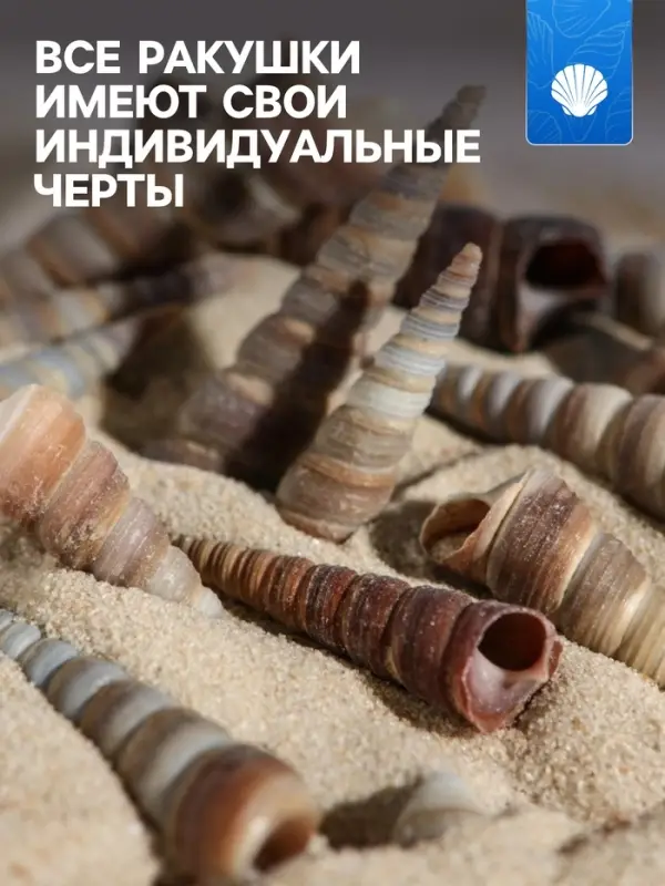 Набор ракушек, 3 - 5 см, 100 г