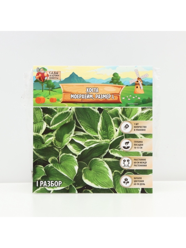 Хоста Moerheim, корневище в пакете с торфогрунтом, р-р I, размер L,1 шт.