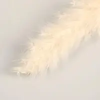 Декор сухоцвет &laquo;Кортадерия&raquo;, h=65 см, фасовка 5 шт., цена за 1 шт., белый